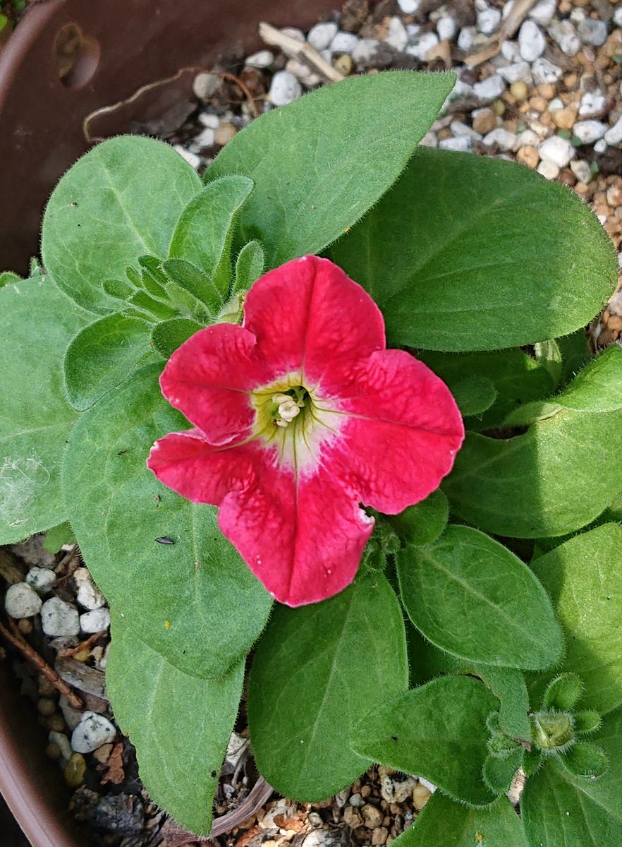 ペチュニアの赤ちゃんの花が咲きました‼️