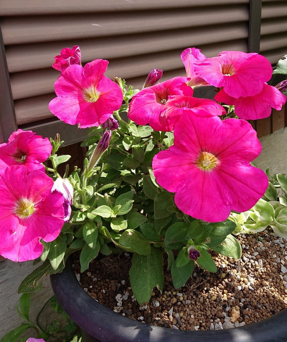 ペチュニアの赤ちゃんの花が咲きました‼️