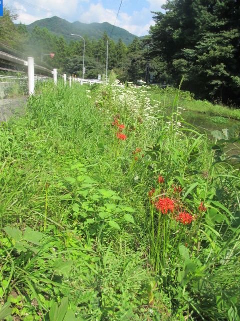 やっと秋の花が・・