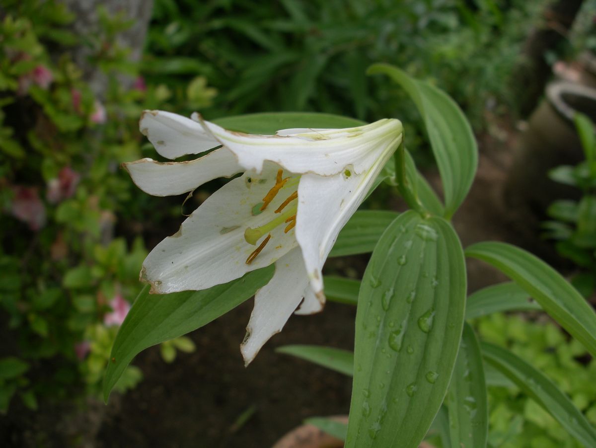 白花ヒメサユリ開花　惨状と希望