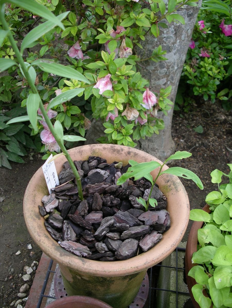 白花ヒメサユリ開花　惨状と希望