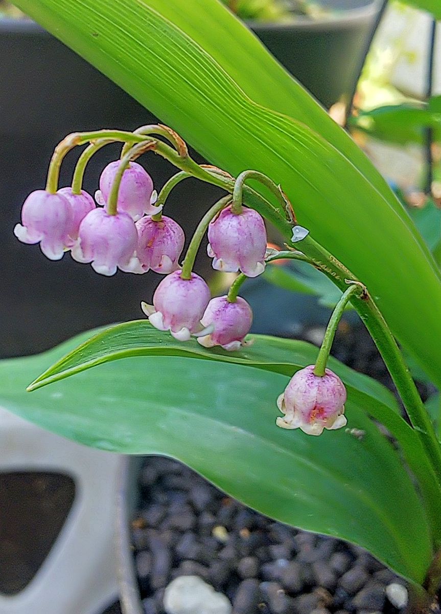 今日の可愛い花✨