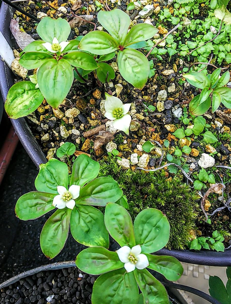 今日の可愛い花✨