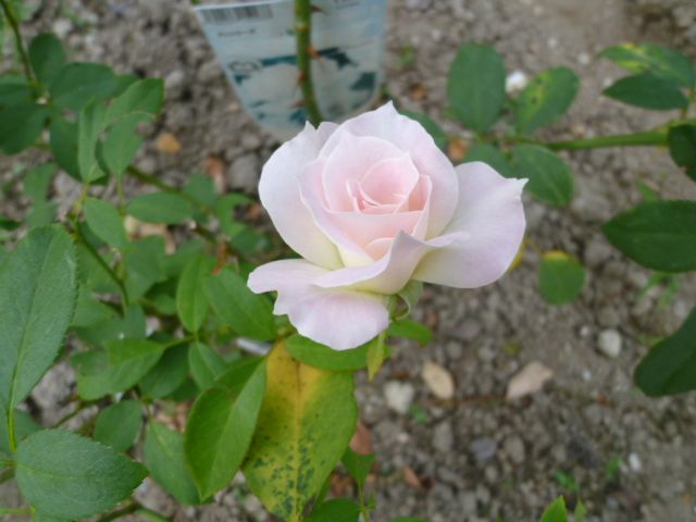 ９月咲き薔薇