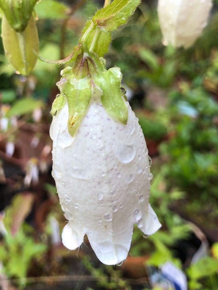 段々と開花が早くなっているような