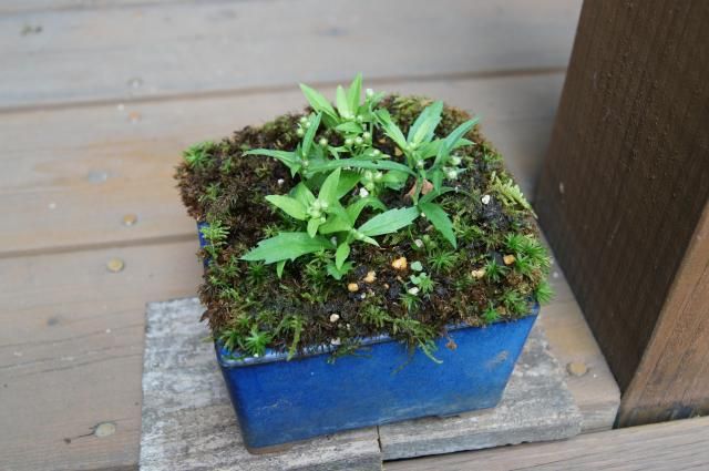 苔と野菊と大文字草