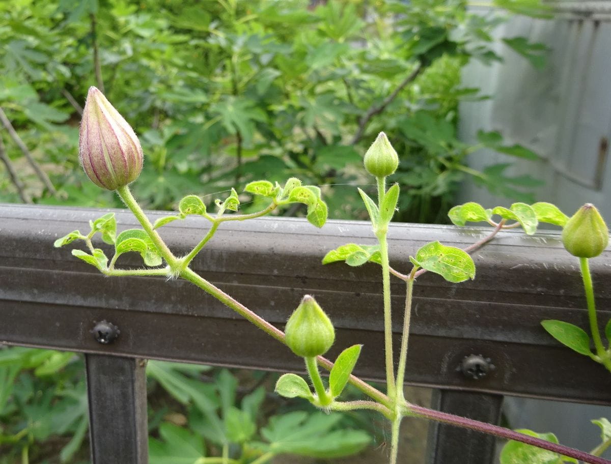 初花となるか？