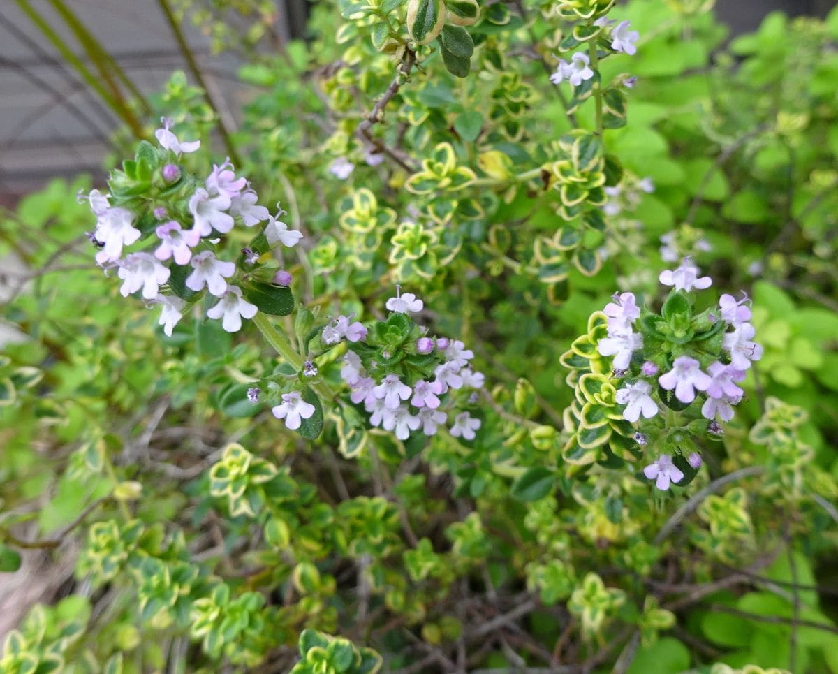 初花となるか？