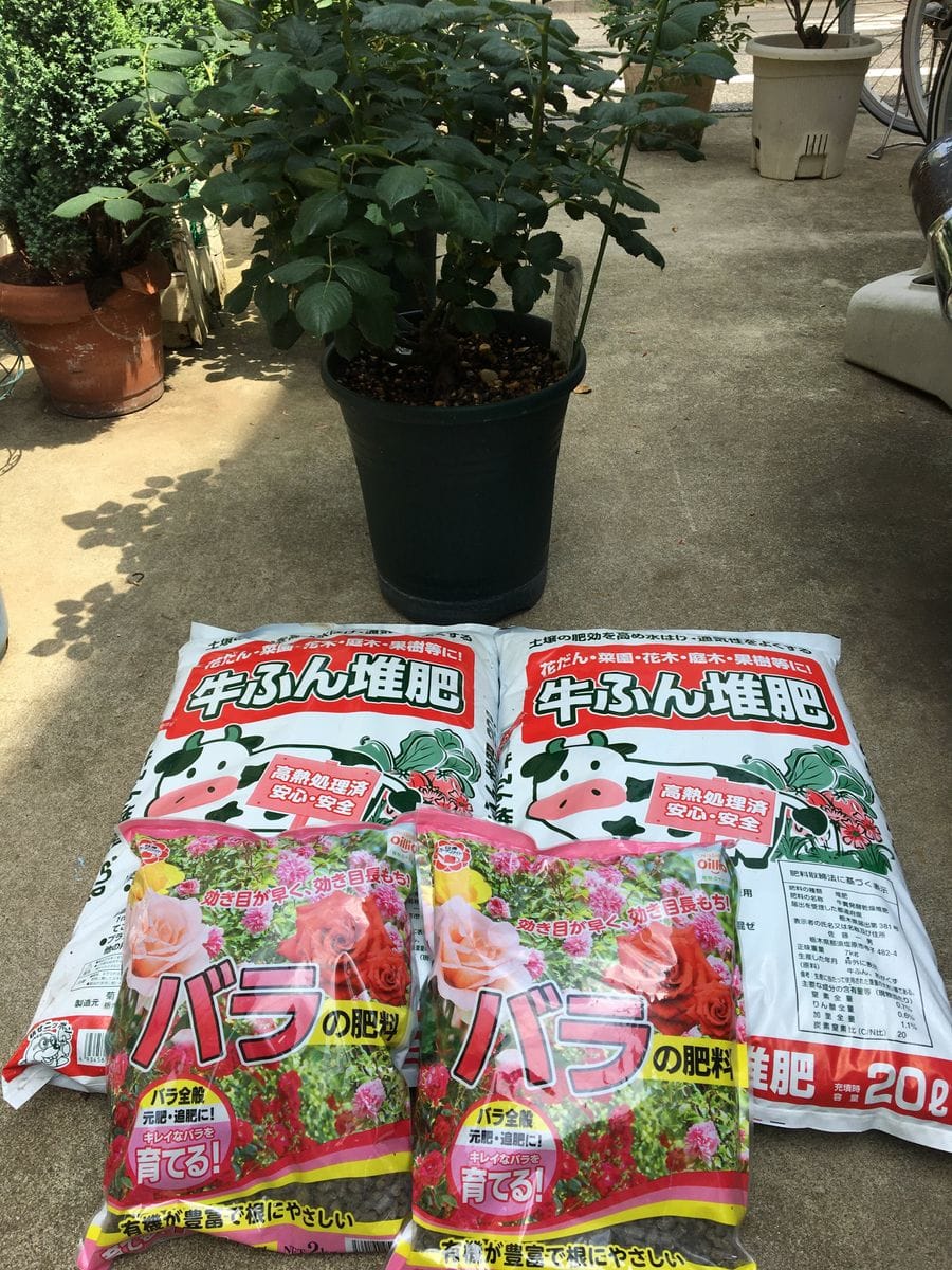 ２番花のために追肥をしました。