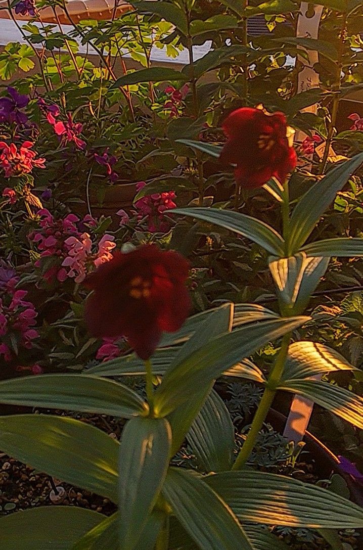 朝日を浴びる花✨