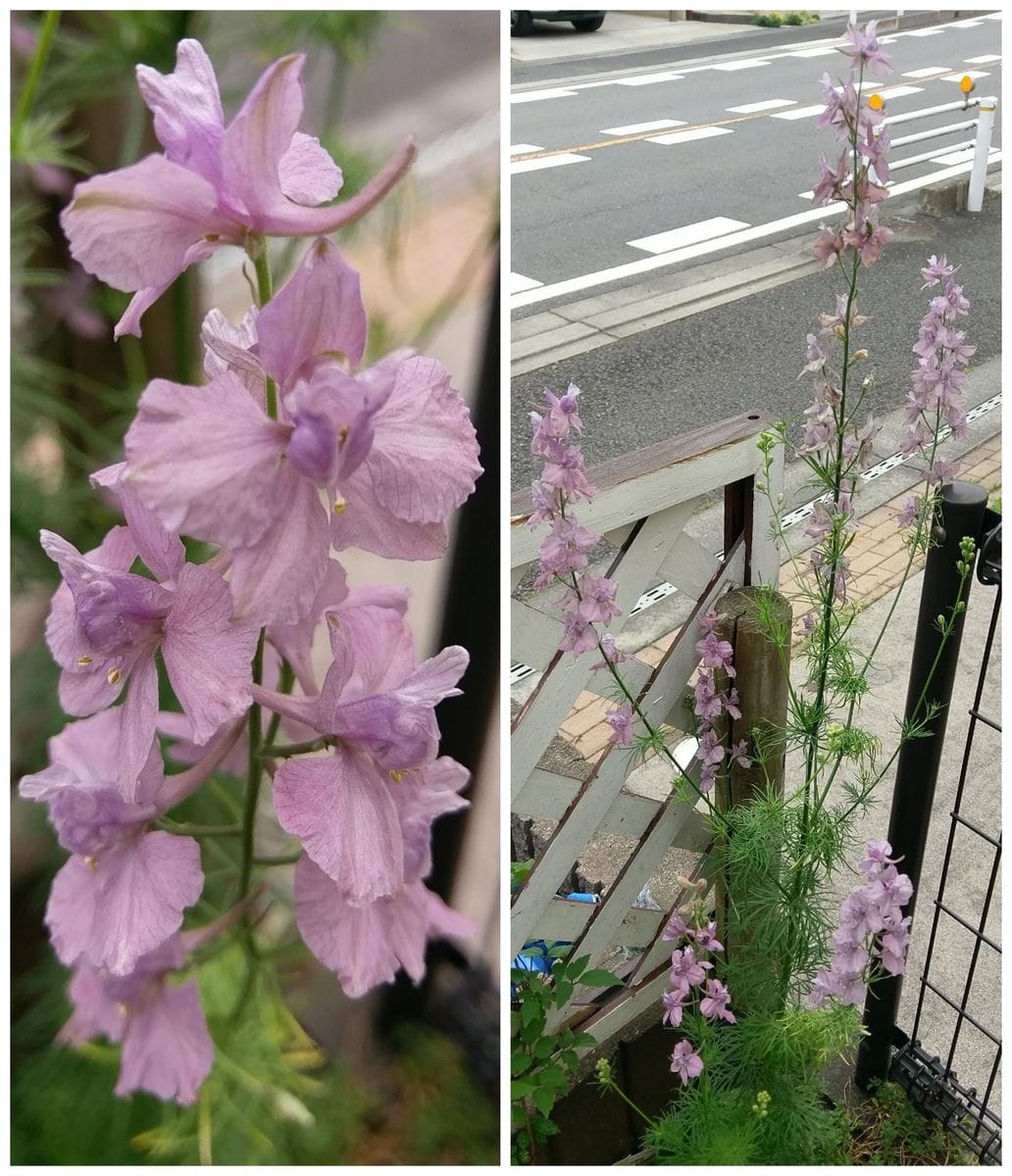 雲雀でも燕でも千鳥でも、はたまた海豚でも