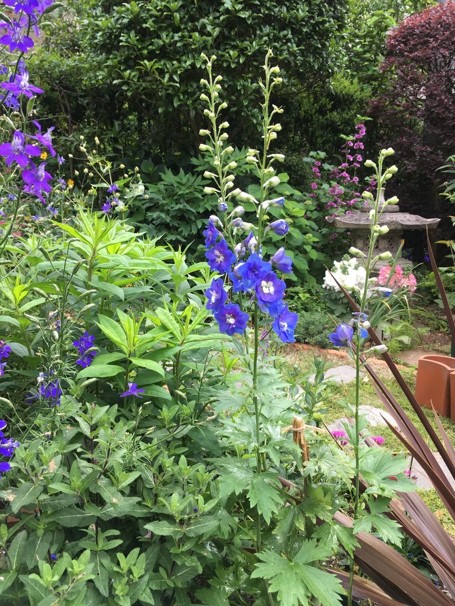 デルフィニウムの2番花が咲きました💙