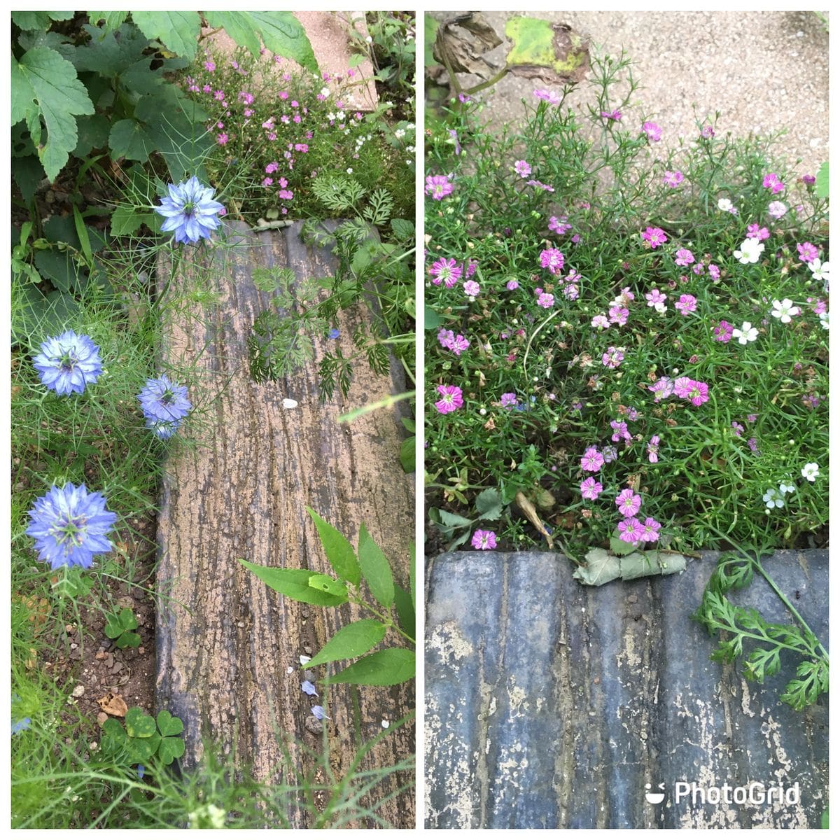 デルフィニウムの2番花が咲きました💙