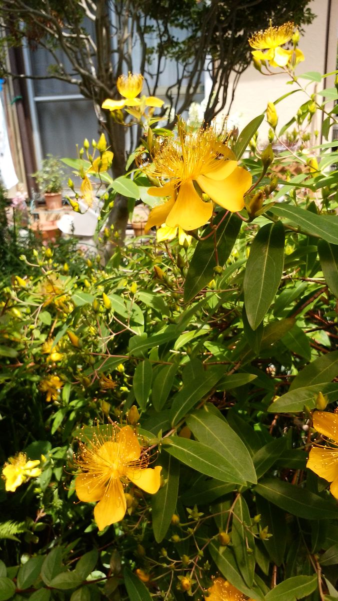 多肉植物の花が咲いてきました