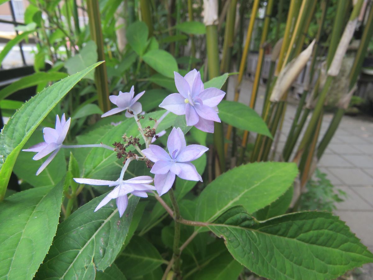 苔庭に咲く花