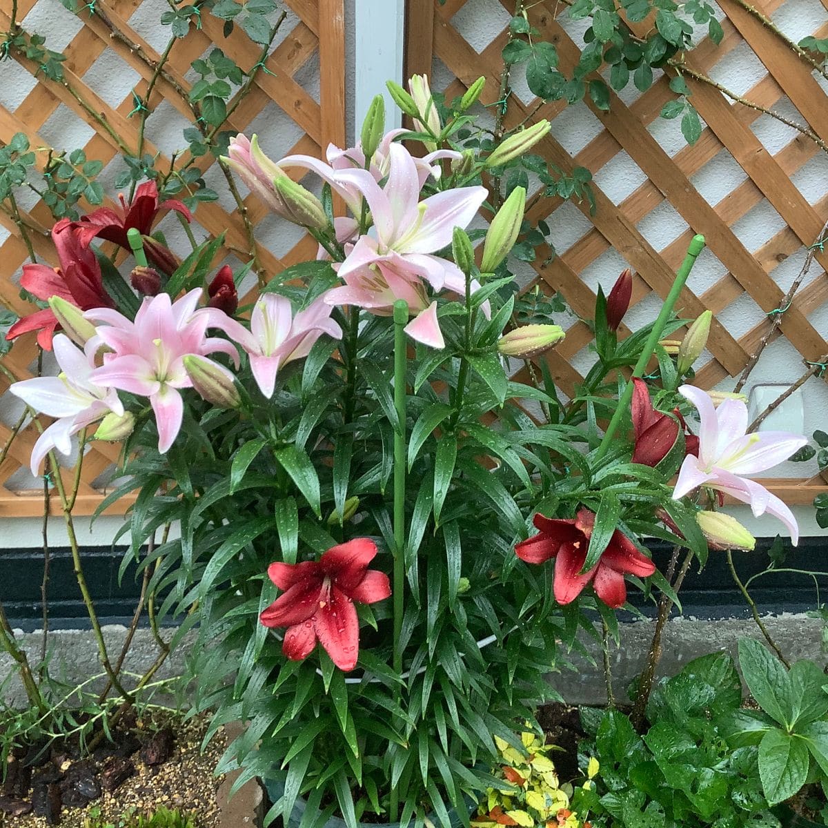 今日の花便り💐