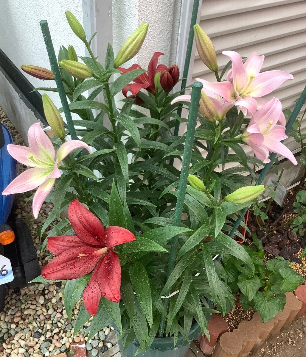 今日の花便り💐