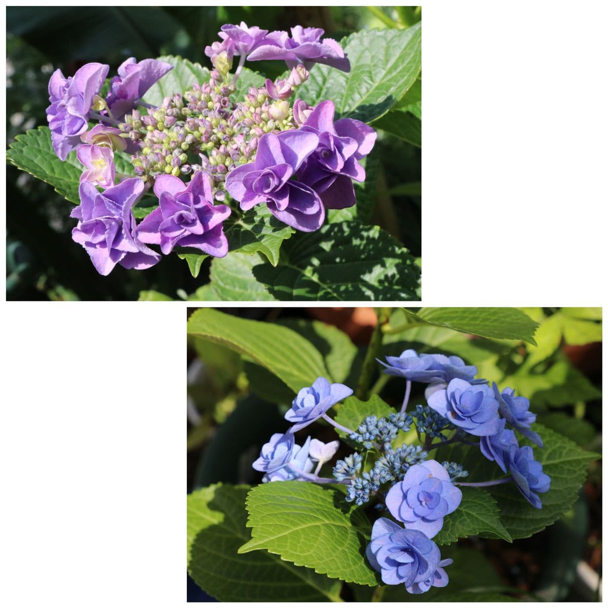 紫陽花、山紫陽花、おまけ