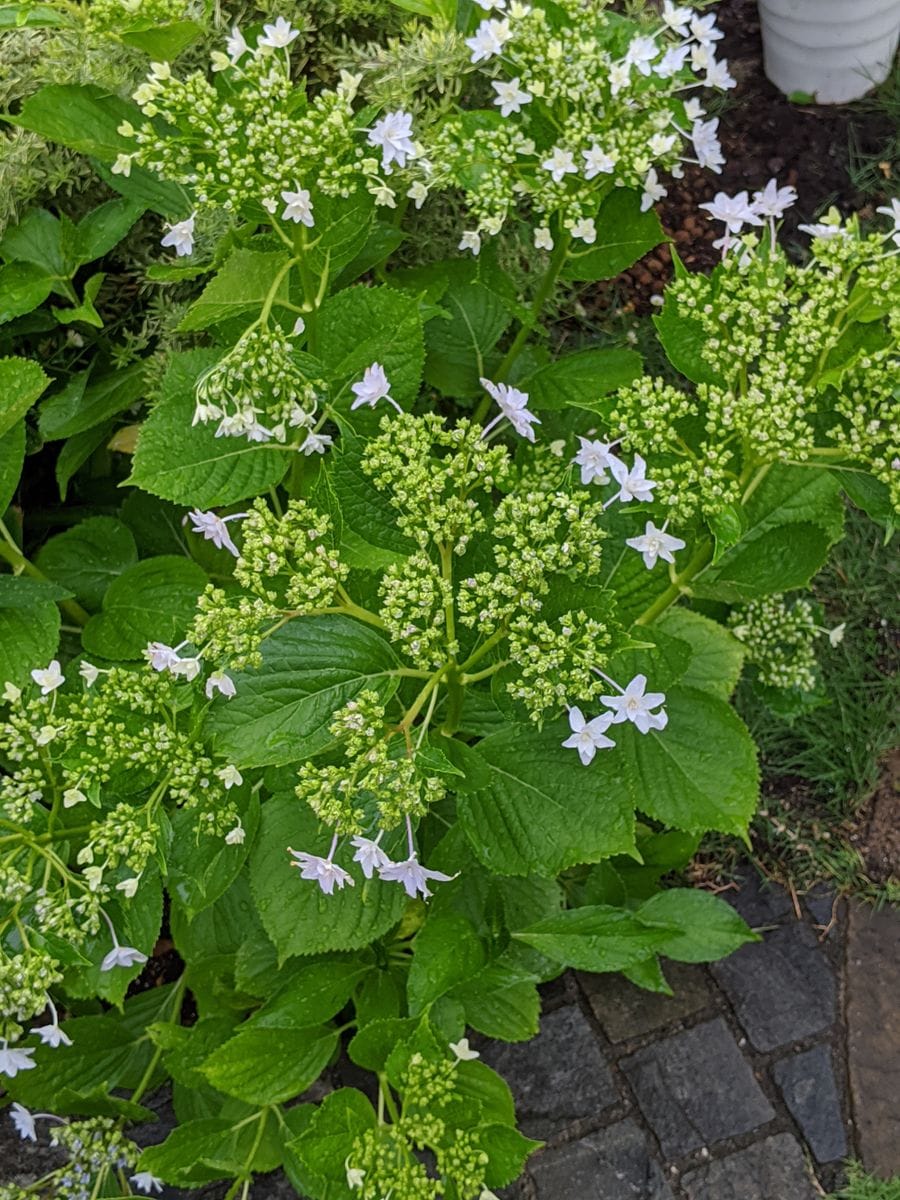 隅田の花火