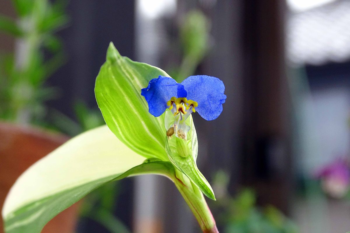 斑入りツユクサの開花