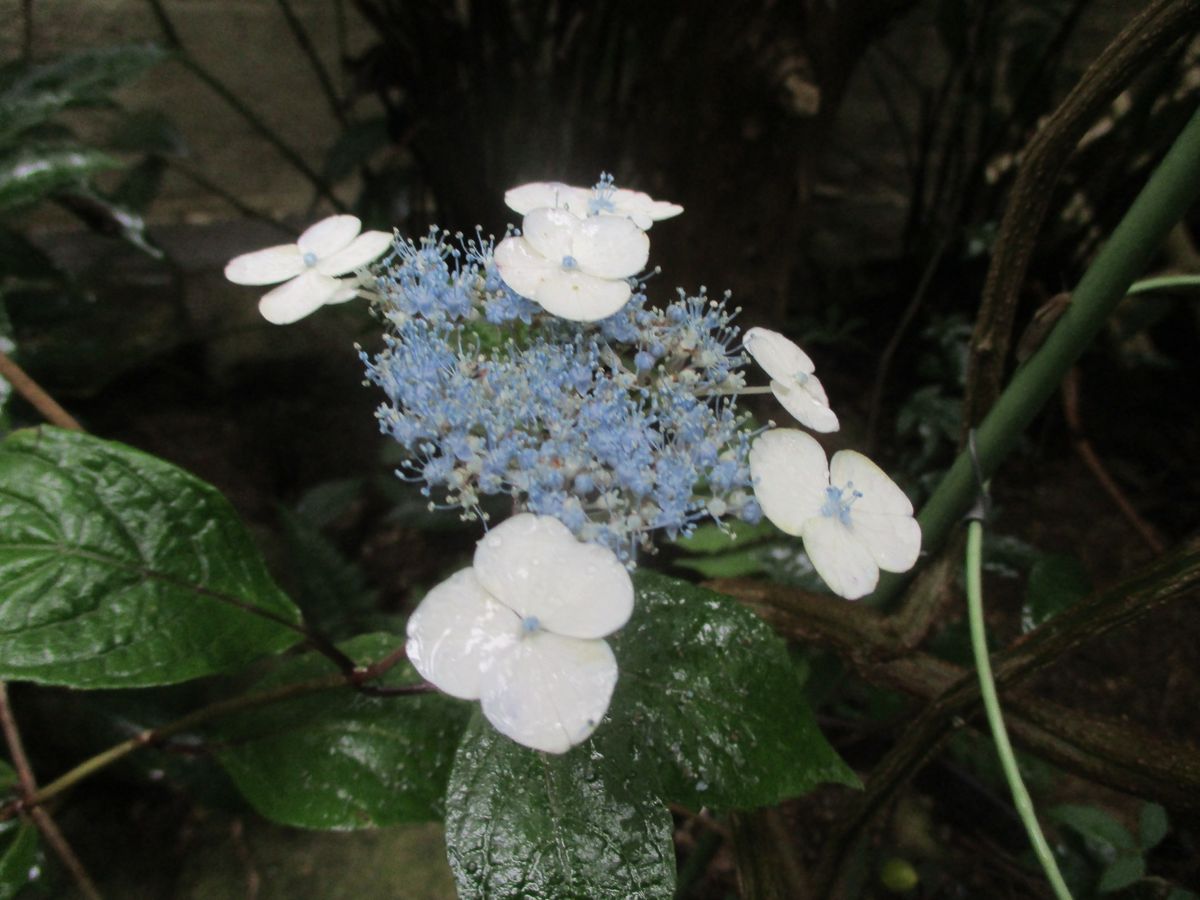 5月の園芸作業、、庭の様子