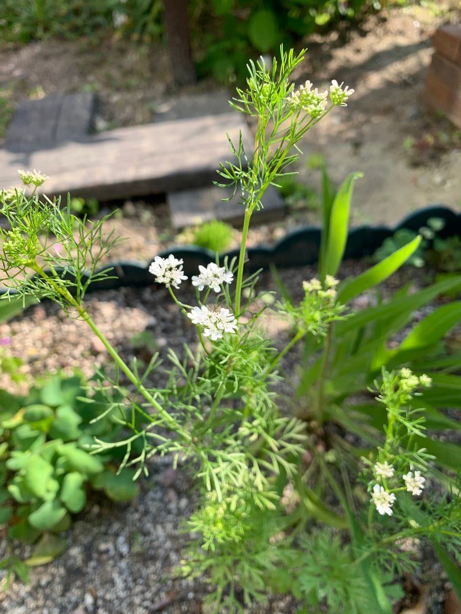 パクチーの花