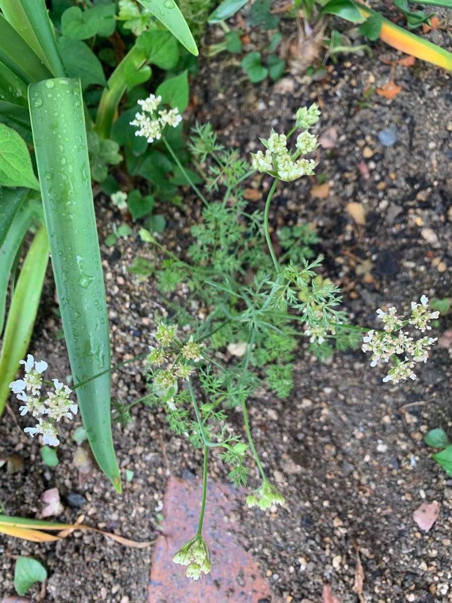 パクチーの花