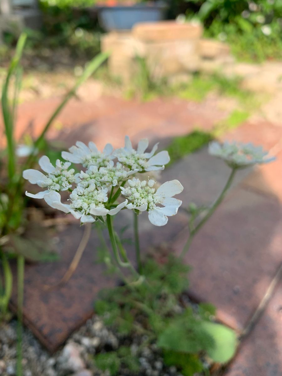 パクチーの花