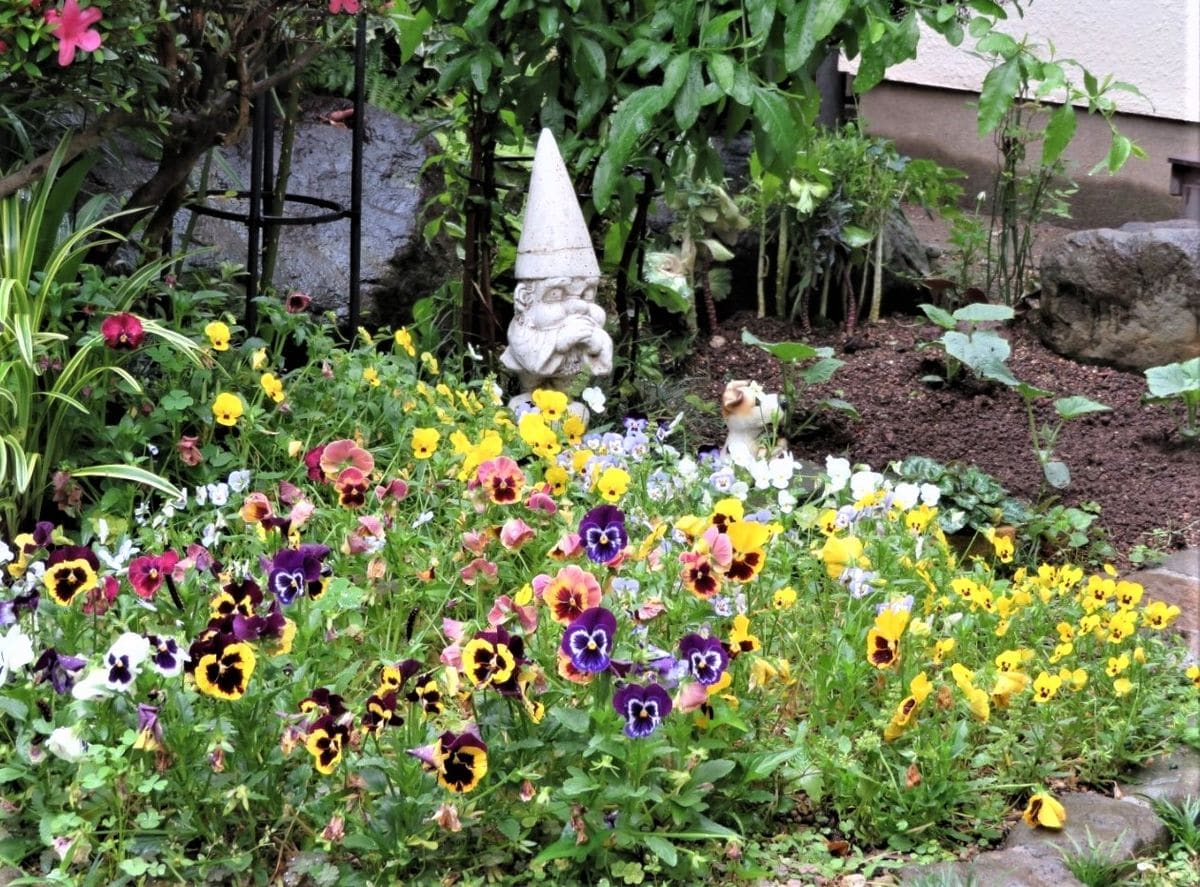 🌻今日の花たち🌻その83