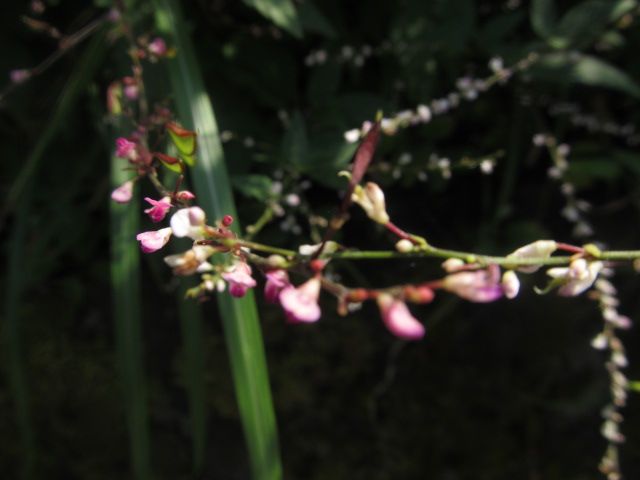 ヌスビトハギの花色2種