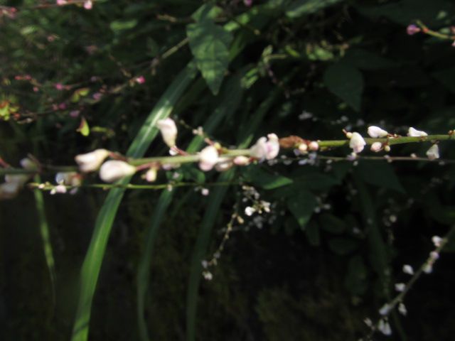 ヌスビトハギの花色2種