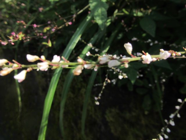 ヌスビトハギの花色2種