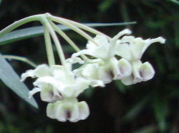 秋の雨の中の花たち