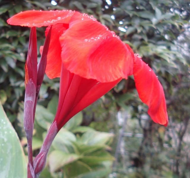 秋の雨の中の花たち