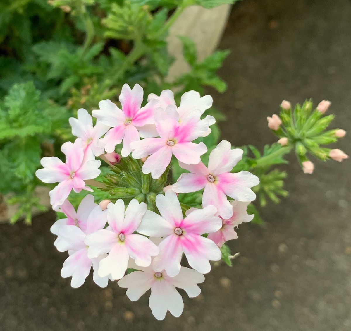 今日の花