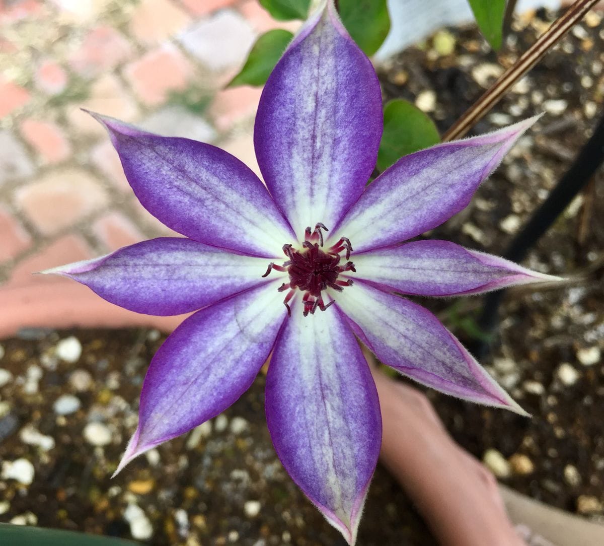 今日もクレマチスの花殻で花遊び💠