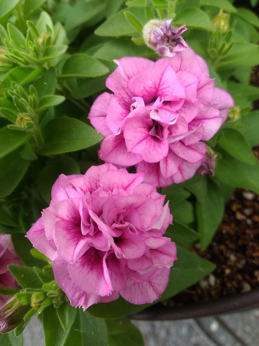 ペチュニア💮開花中💮とお買い物