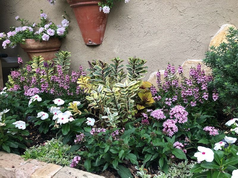 夏花壇への植え替え