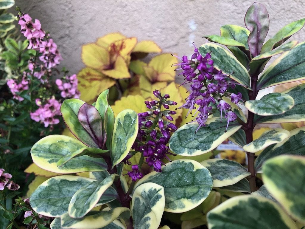 夏花壇への植え替え