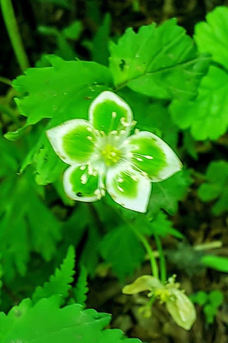 二輪草の種とグリーンの花 園芸日記byjictenko みんなの趣味の園芸6706