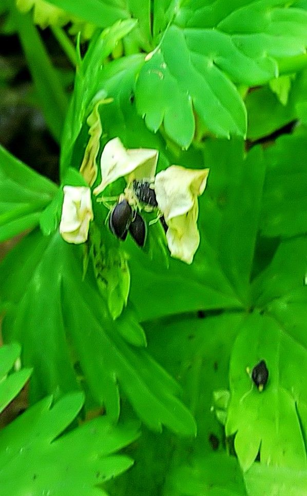 二輪草の種とグリーンの花