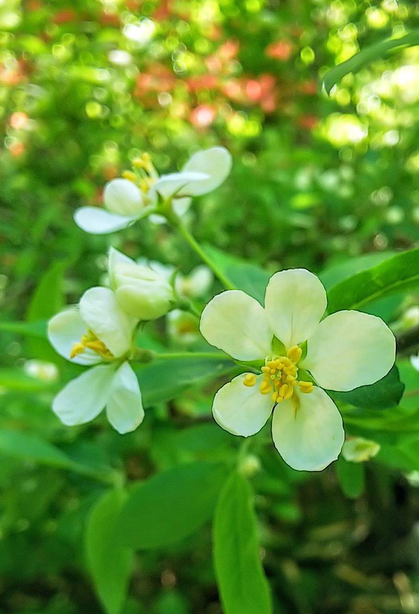 可愛い小梨の白い花