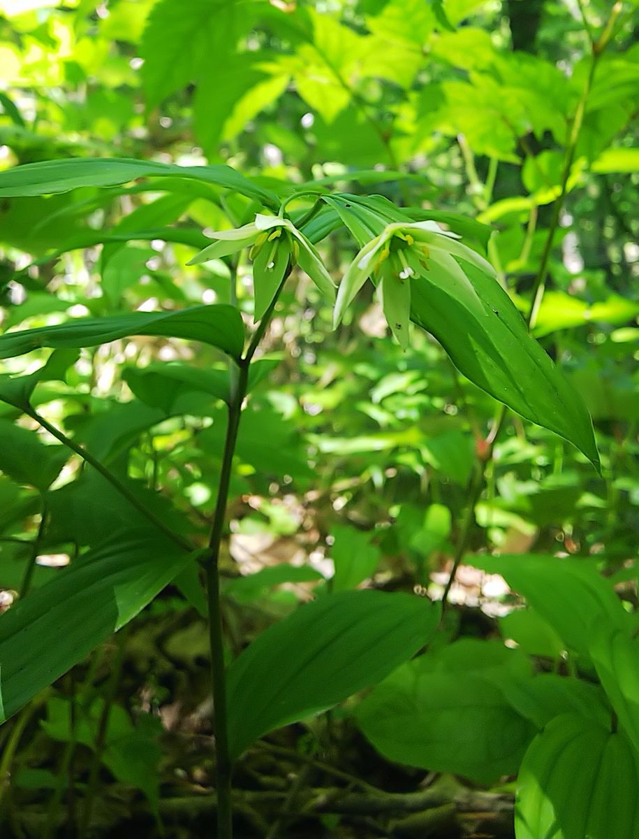 函館山の白い花