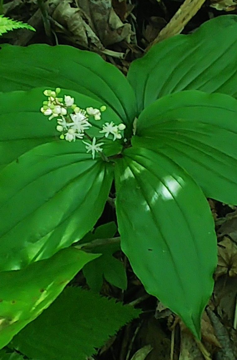 函館山の白い花