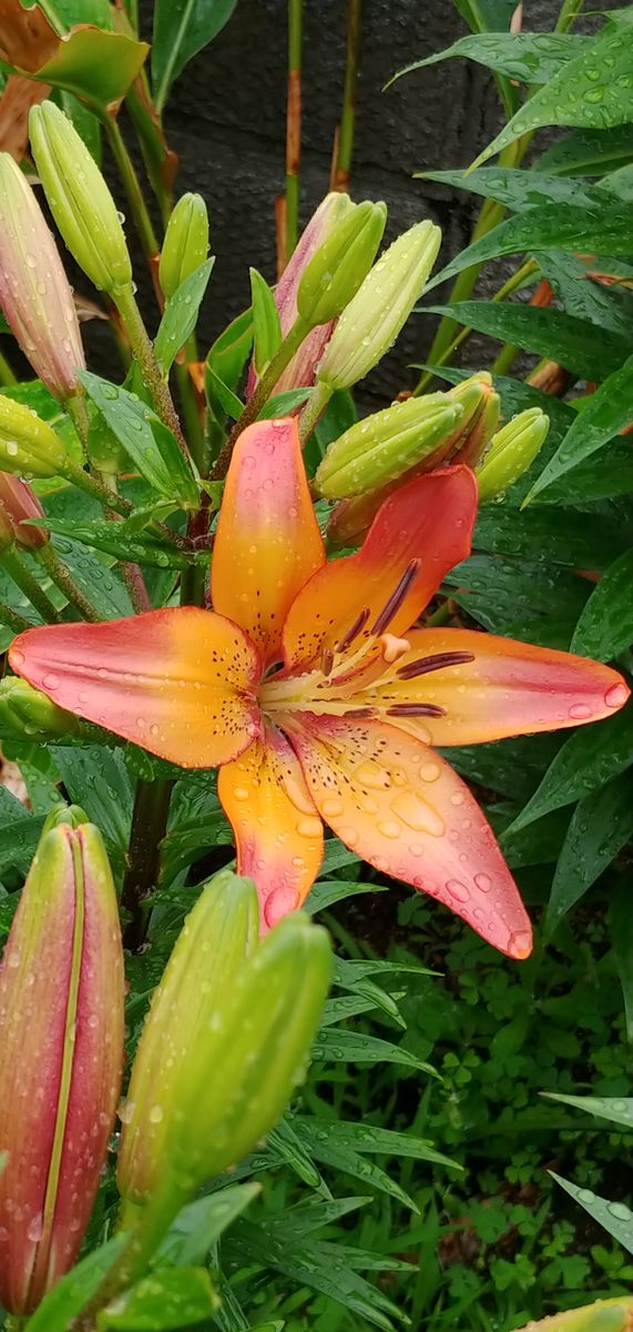 今日の花　初めての開花