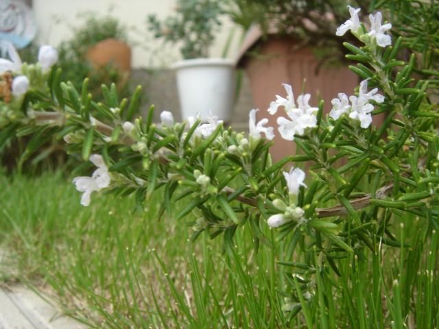 ローズマリーの花