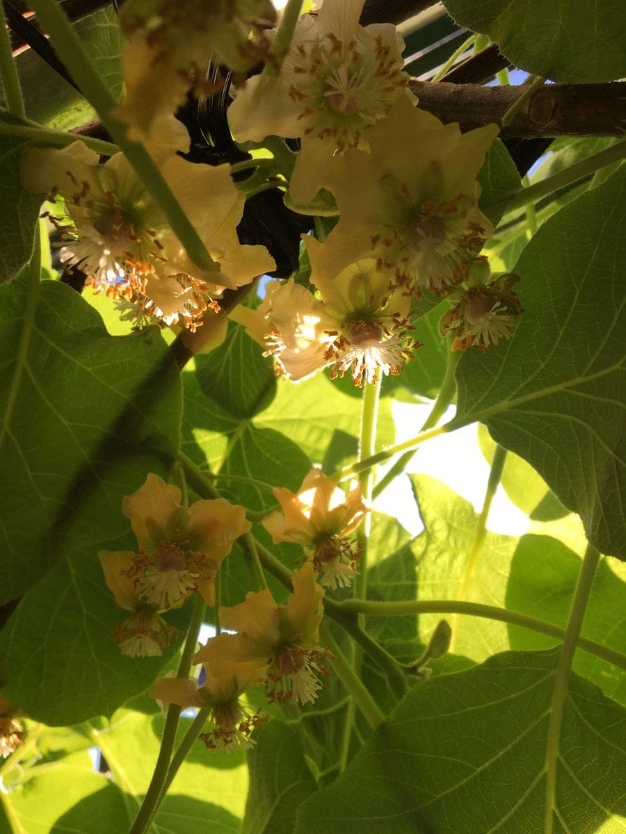 🌱キウイ🥝の花🌱