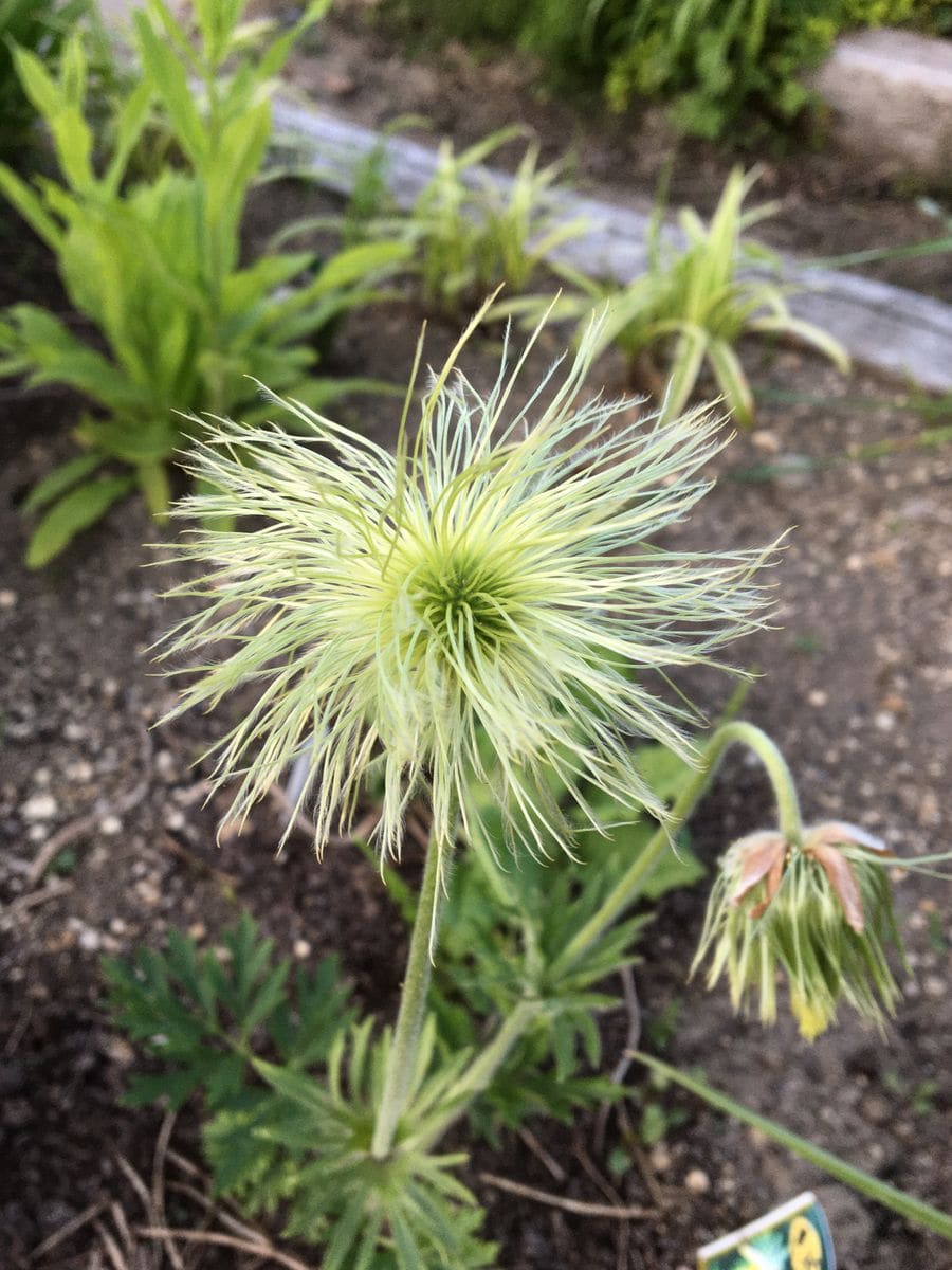 🌱キウイ🥝の花🌱