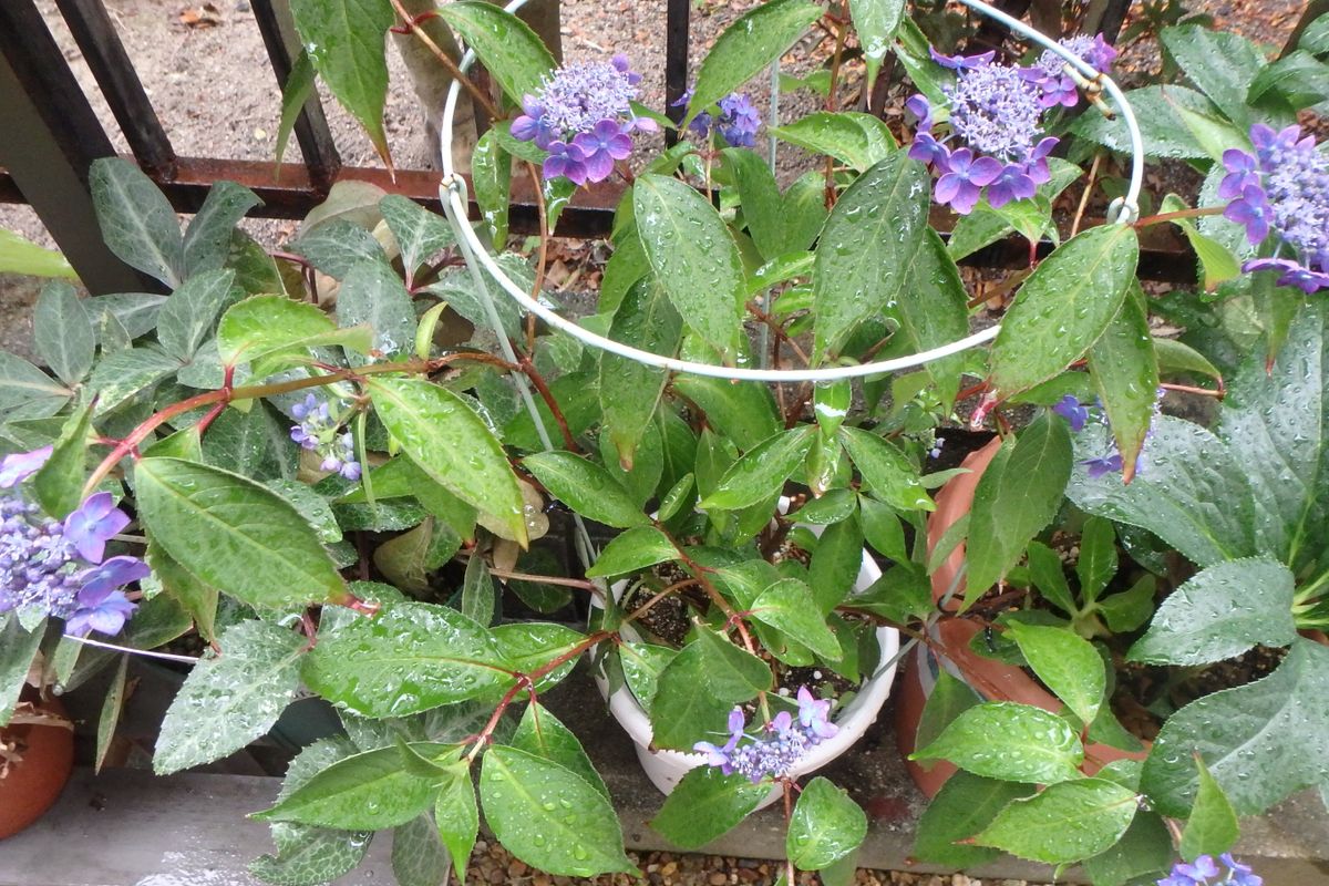 今日のお花たち（アジサイ・グミ）