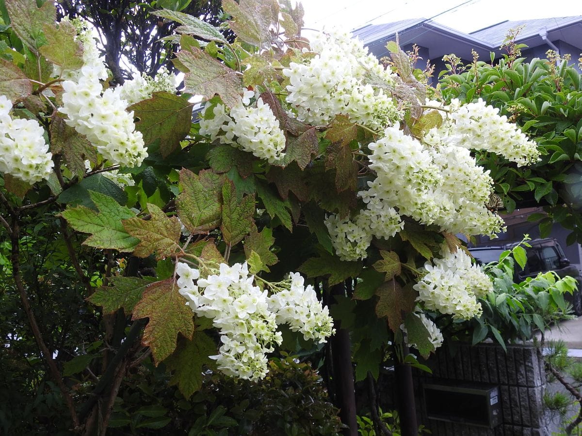 こっとの庭（雨上がり）